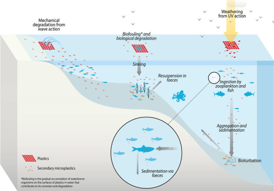 Natural distribution of litter in the sea